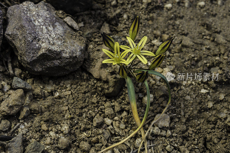 红豆草(Triteleia ixioides)是一种单子叶红豆草属开花植物。索诺拉山口公路越过内华达山脉在Toiyable国家森林，加利福尼亚。